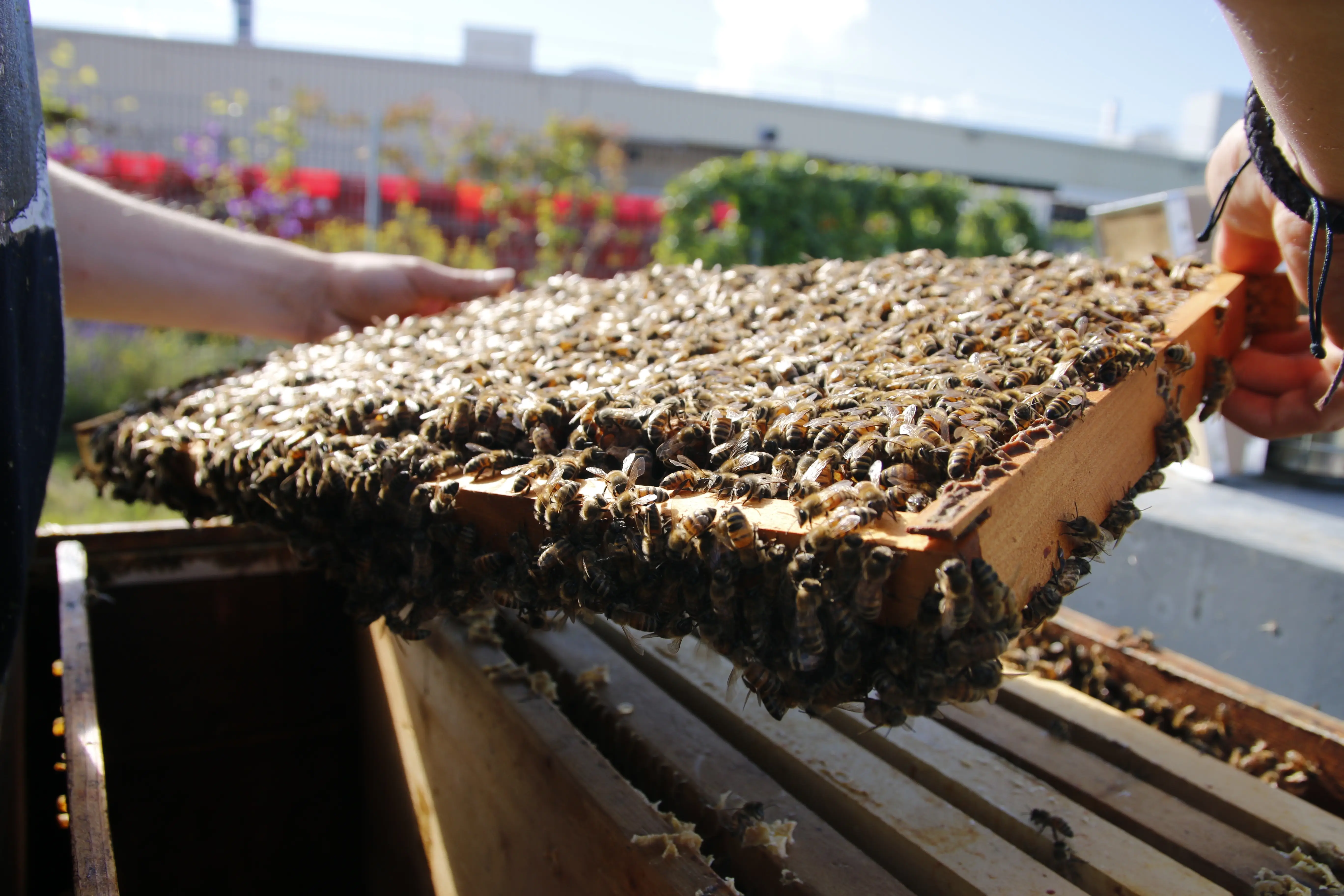 Blick in einen geöffneten Bienenstock